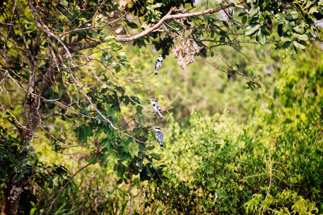 Twiga Safari Lodge Paraa Bagian luar foto