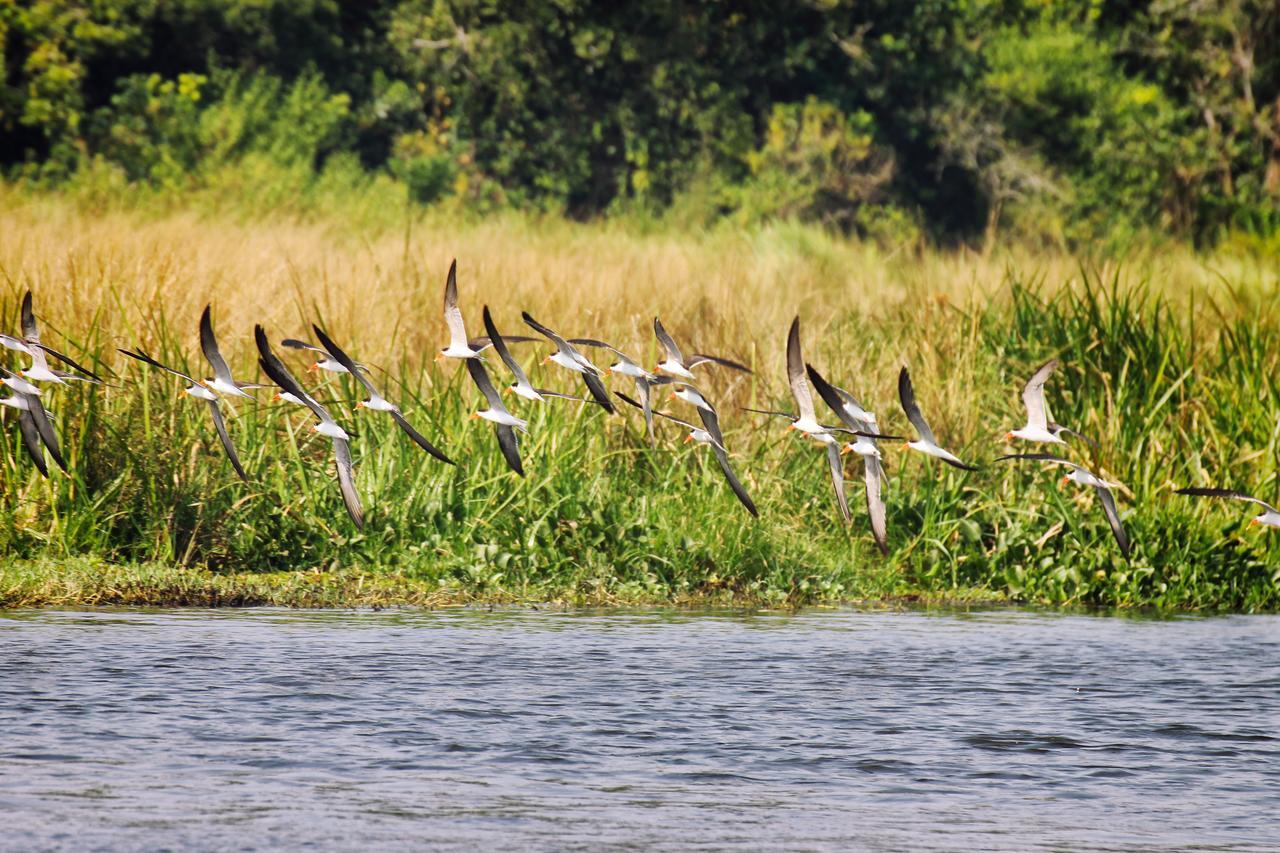Twiga Safari Lodge Paraa Bagian luar foto